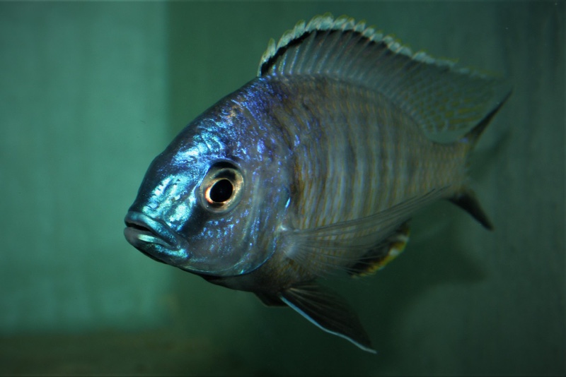 Copadichromis atripinnis 'Chiofu'
